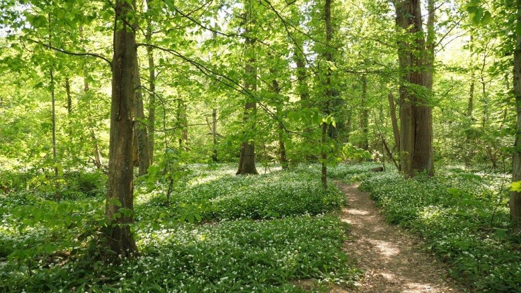 Paukenschlag am Dietenbach: Verwaltungsgericht stoppt Rodungen